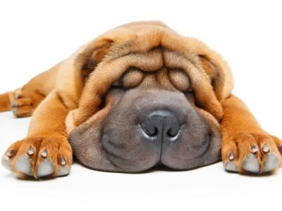 Jak dbać o shar pei: Poradnik pielęgnacji tej sympatycznej rasy psa