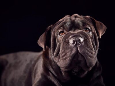Czy psy rasy Shar Pei są agresywne? Prawda i mity