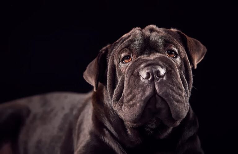 Ile Zyja Shar Pei