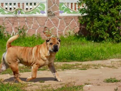 Adopcja Shar Pei: znajdź idealnego psa