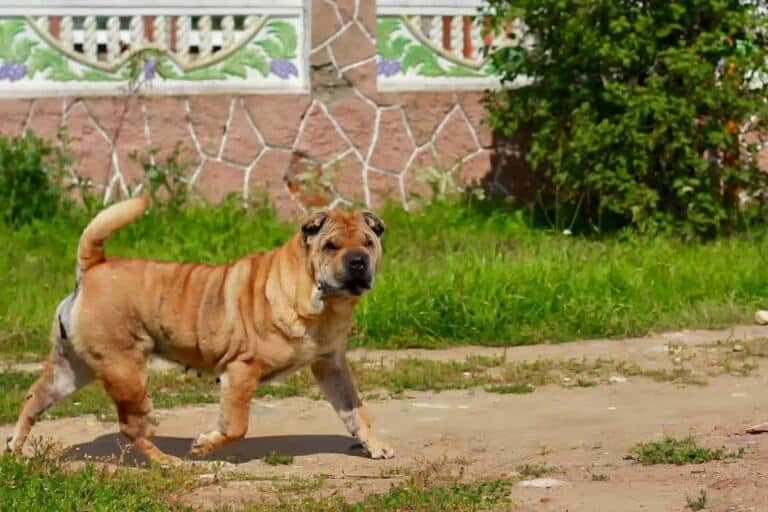 Jak Wytresowac Shar Pei