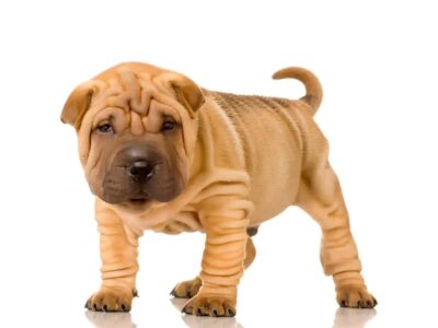 Pies Shar Pei: Wspaniałe cechy charakteru rasy