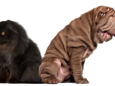 Shar Pei i walka z nieprzyjemnym zapachem