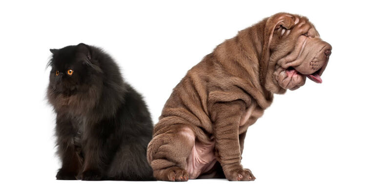 Pies Shar Pei Charakter