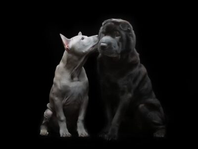 Czarny shar pei: wszystko, co powinieneś wiedzieć o tej rasy psów
