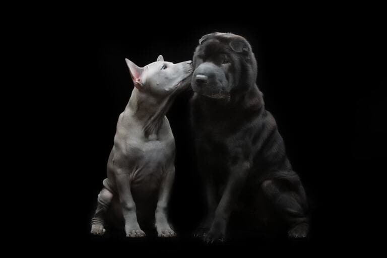 Shar Pei Cena