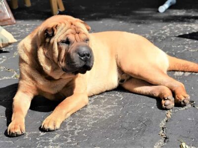 Niebezpieczne choroby u sharpei: Jak chronić swojego psa