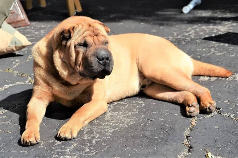 Shar Pei Charakter