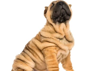 Podstawy hodowli psów rasy Shar Pei: Jak zadbać o te urocze, a zarazem wymagające zwierzęta