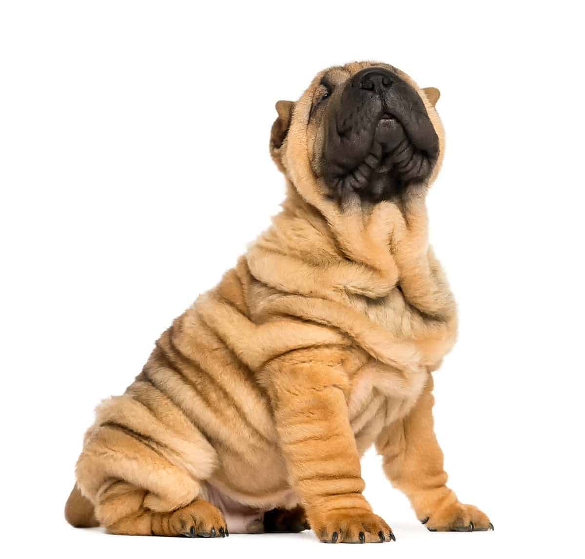 Shar Pei Charakterystyka Rasy Shar Pei Charakterystyka Rasy