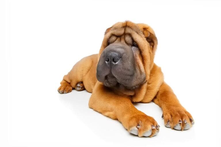 Shar Pei Choroby