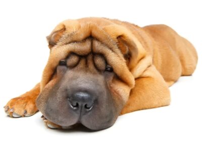 Kaganiec dla shar pei: jak wybrać odpowiedni model i dlaczego jest ważny dla tego rasy psa
