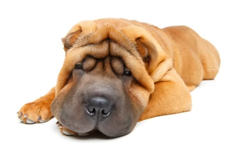 Shar Pei Choroby Skory