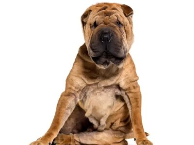 Szczegółowy przewodnik: jak wytresować shar pei