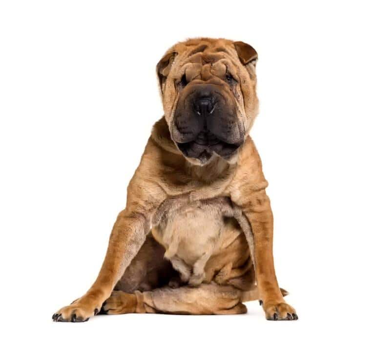 Shar Pei Czy Sa Agresywne