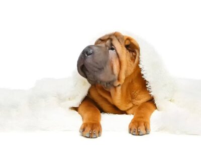 Jak prawidłowo pielęgnować skórę i sierść psa rasy Shar Pei – porady i wskazówki