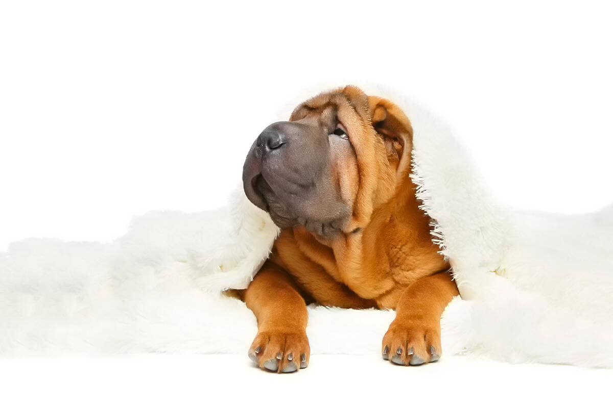 Shar Pei Dlugosc Zycia Shar Pei Dlugosc Zycia