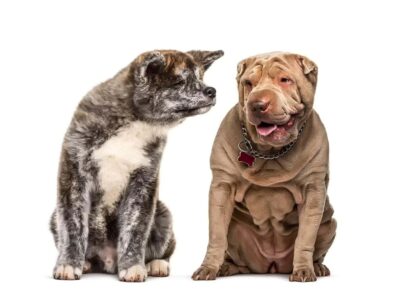 Długość życia shar pei
