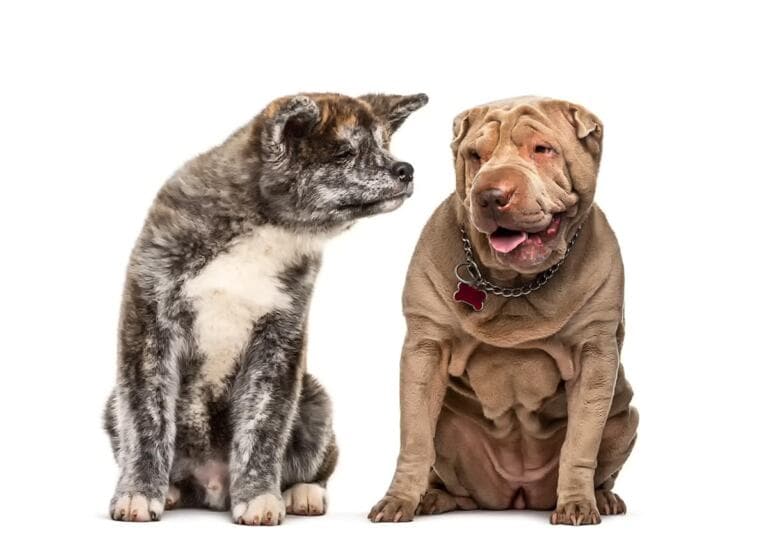 Shar Pei Dorosly