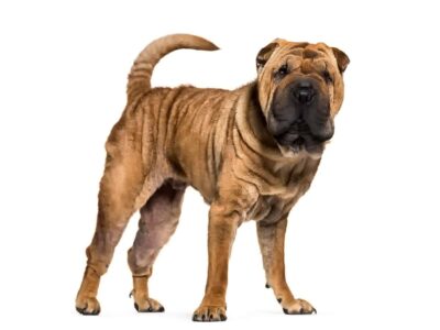 Shar Pei: cechy i potrzeby dorosłego psa