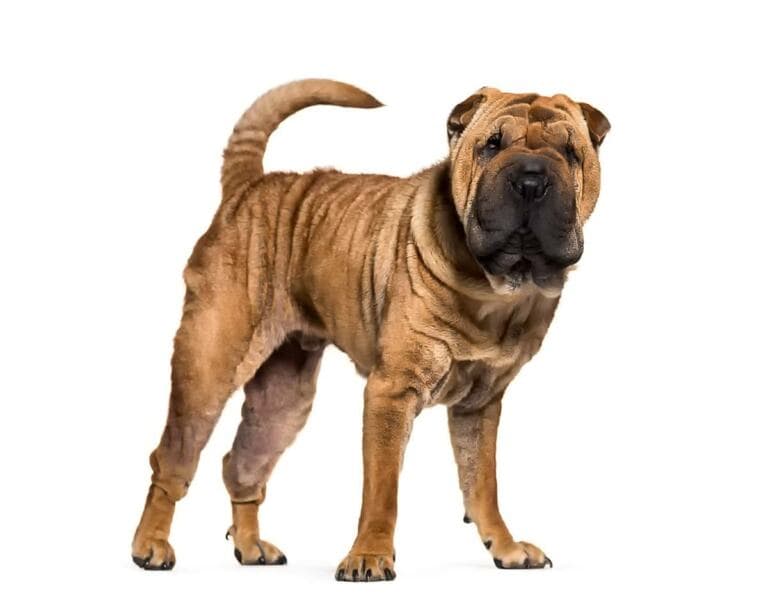 Shar Pei Duzy
