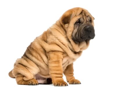 Gorączka u shar pei: metody leczenia i opieki nad chorym pupilem