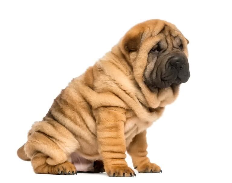 Shar Pei Fci
