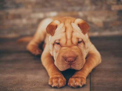 Shar Pei: Tajemnice charakteru tej niezwykłej rasy psów