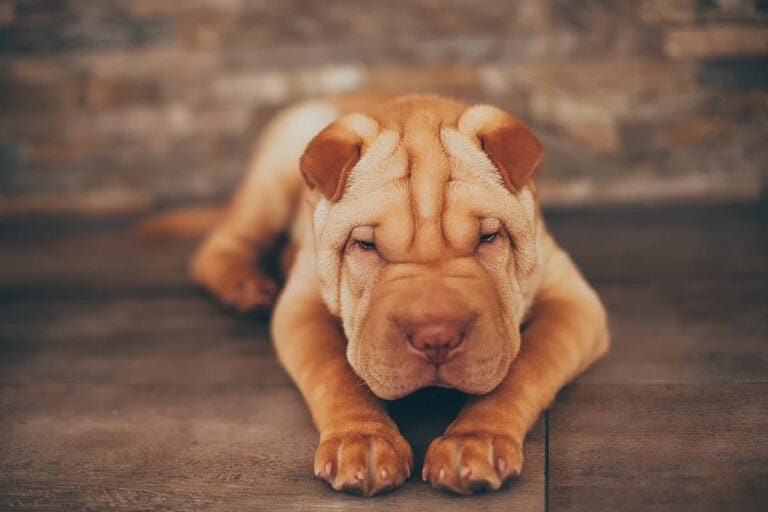 Shar Pei Hodowla