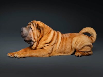 Gorączka Shar Pei: przyczyny, objawy i leczenie