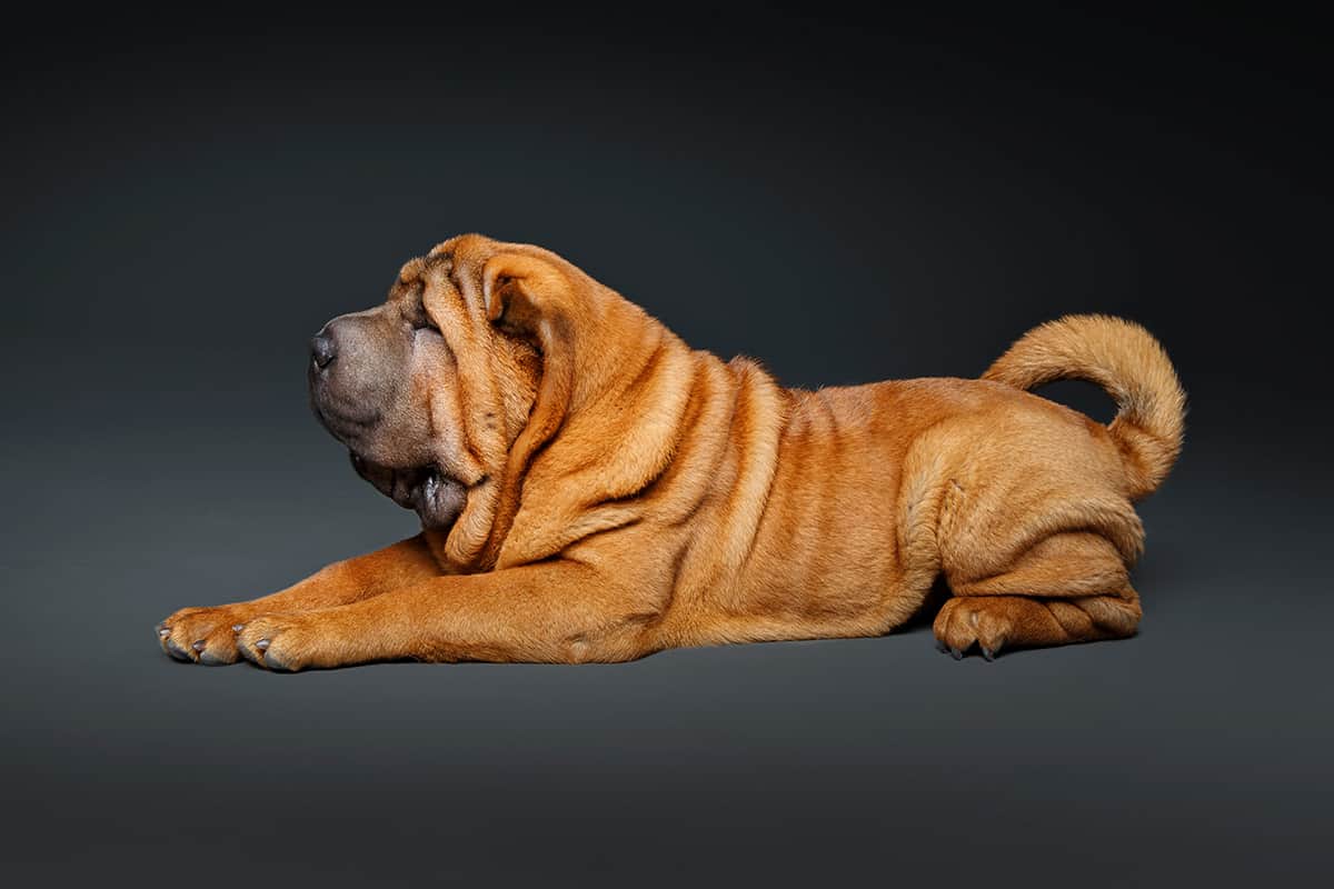 Shar Pei Hodowla Cena Shar Pei Hodowla Cena