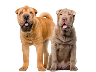 Jaką cenę ma shar pei blue? Wszystko, co powinieneś wiedzieć przed zakupem psa rasy shar pei blue