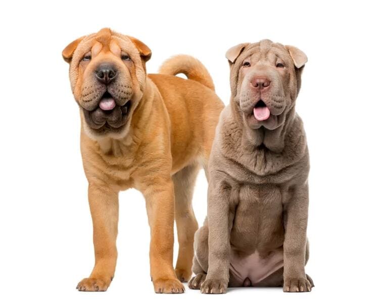 Shar Pei Ile Kosztuje