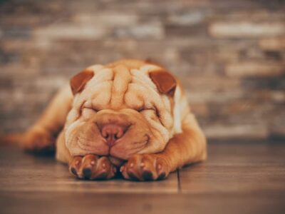 Mucynoza skórna u shar pei: przyczyny, objawy i leczenie