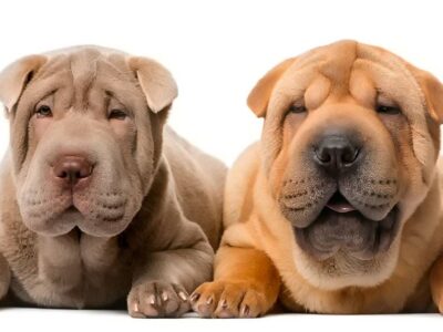 Shar Pei – Jak długo żyją te urocze psy?
