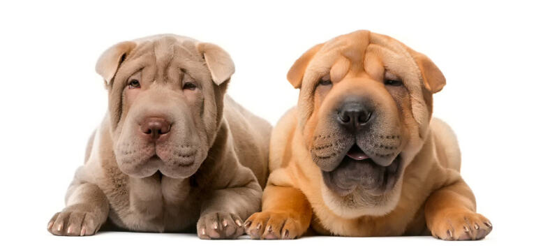Shar Pei Jak Dbac