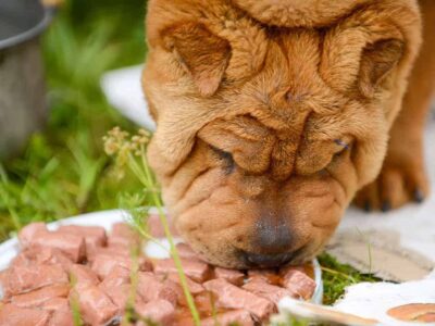 Jak wybrać najlepszą karmę dla swojego shar pei: porady i rekomendacje