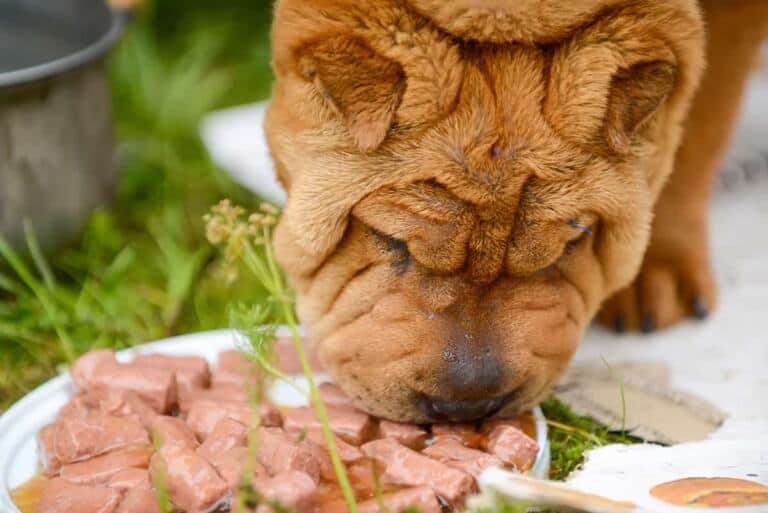 Shar Pei Karmienie