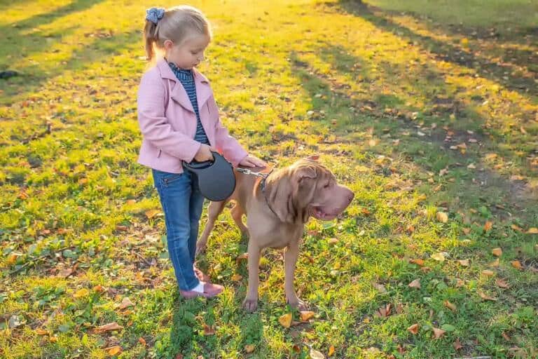 Shar Pei Kolory