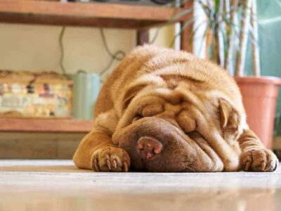 Walka z chorobami skóry u shar pei: jak dbać o zdrowie swojego psa