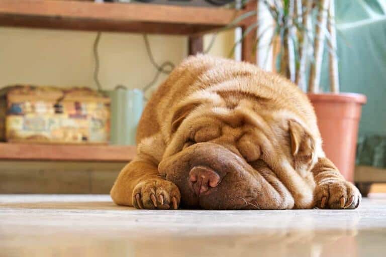 Shar Pei Miniaturka Hodowla