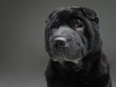 Shar Pei: Rasa według FCI – charakterystyka, historia i standard rasy