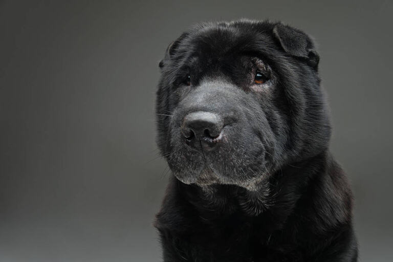 Shar Pei Niebieski Hodowla
