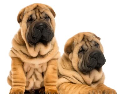 Koszt szczeniaka rasy shar pei: ile warto zapłacić za przyjaciela na całe życie?
