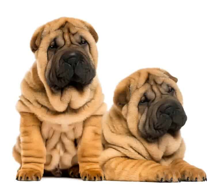 Shar Pei Opinie