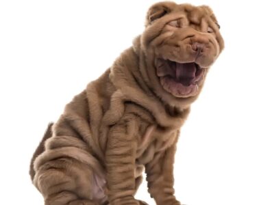Sztuka tresury shar pei: jak skutecznie wychować i ułożyć charakter tego niezależnego psa