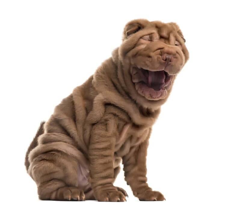 Shar Pei Opis Rasy