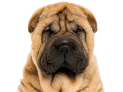 Shar Pei: Tajemnicza i Urocza Rasa Psa