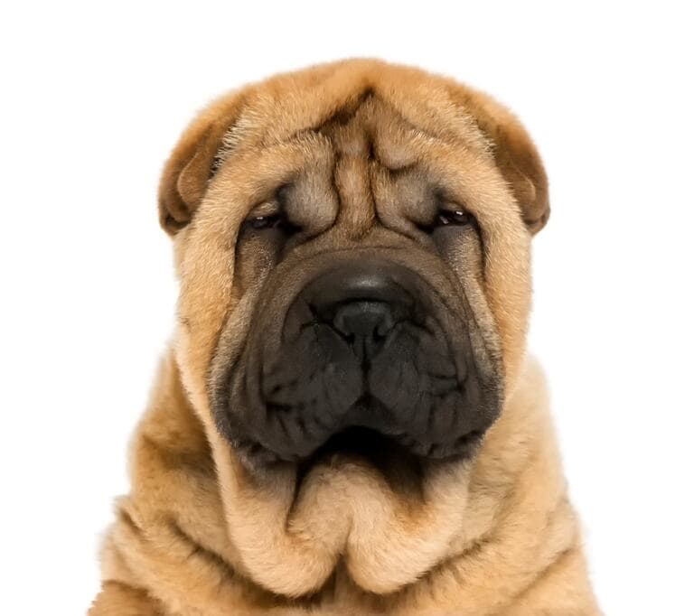 Shar Pei Pielegnacja