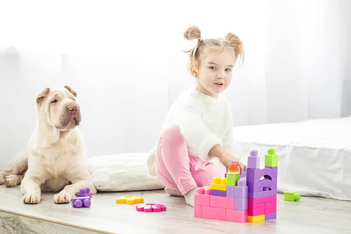 Shar Pei Podobne Rasy Shar Pei Podobne Rasy